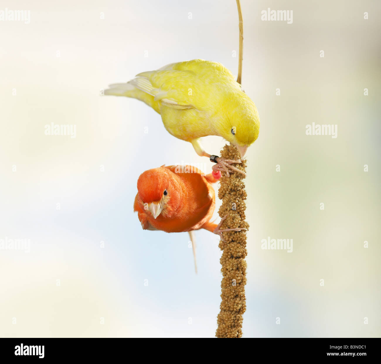 two canaries - at millet / Stock Photo