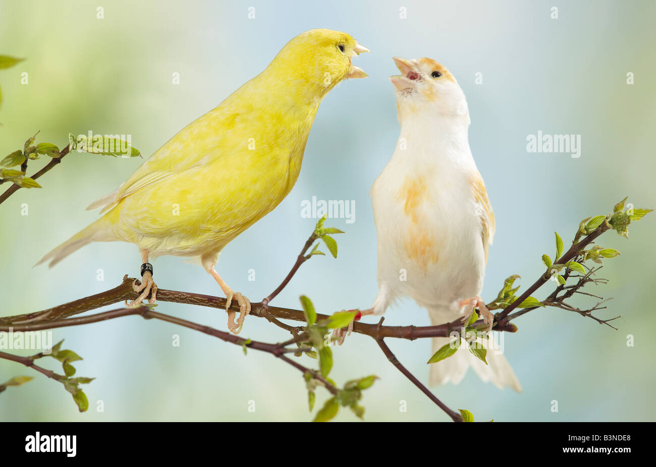 Canary (Serinus canaria forma domestica). Two birds squabbling on a twig Stock Photo