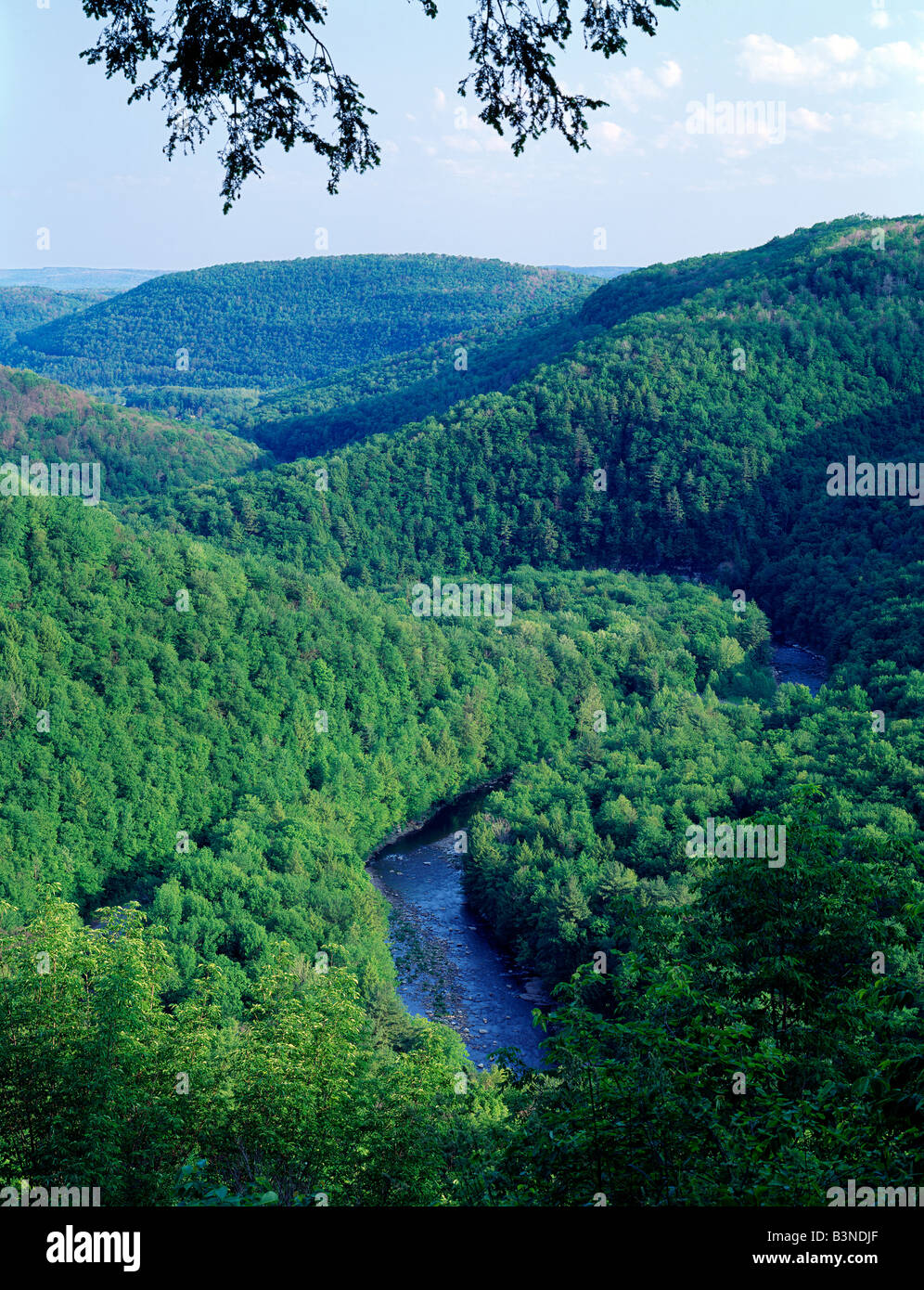 Summer View From Canyon Vista Of Loyalsock Creek World S End State Park Pennsylvania Usa Stock Photo Alamy