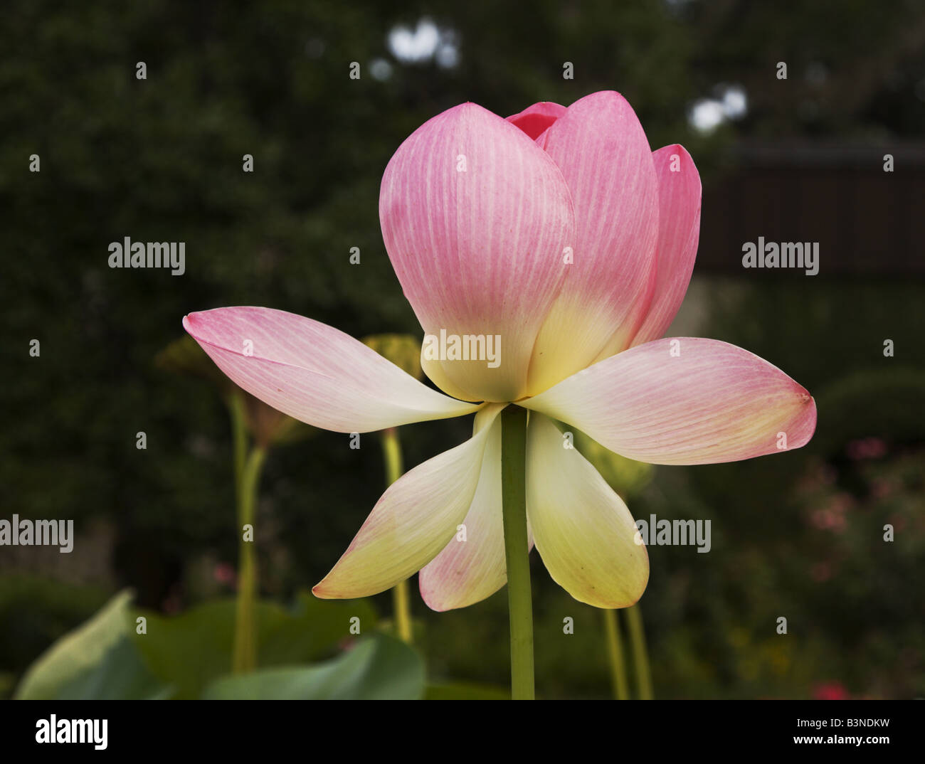 A pink lotus blossom (Nelumbo sp.) blooms in early summer at Brookgreen Gardens in Murrells Inlet, South Carolina, USA. Stock Photo