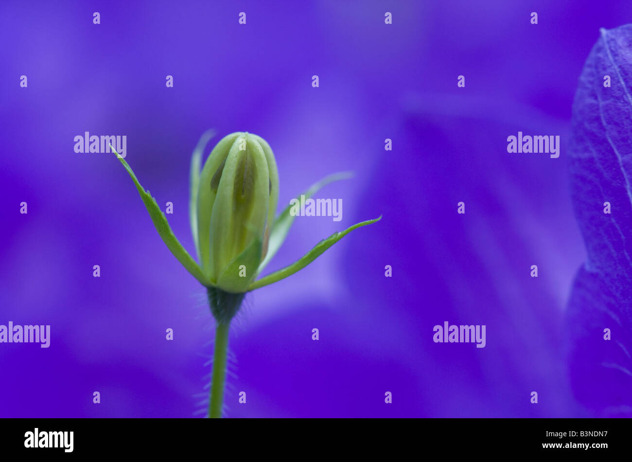 Macro image of a Campanula bud in a field of open campanula flowers. Stock Photo