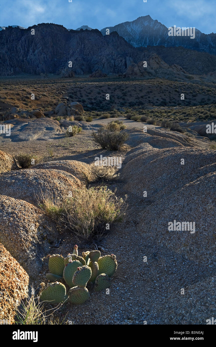 A cactus and rocks with Lone Pine peak in the background Stock Photo ...