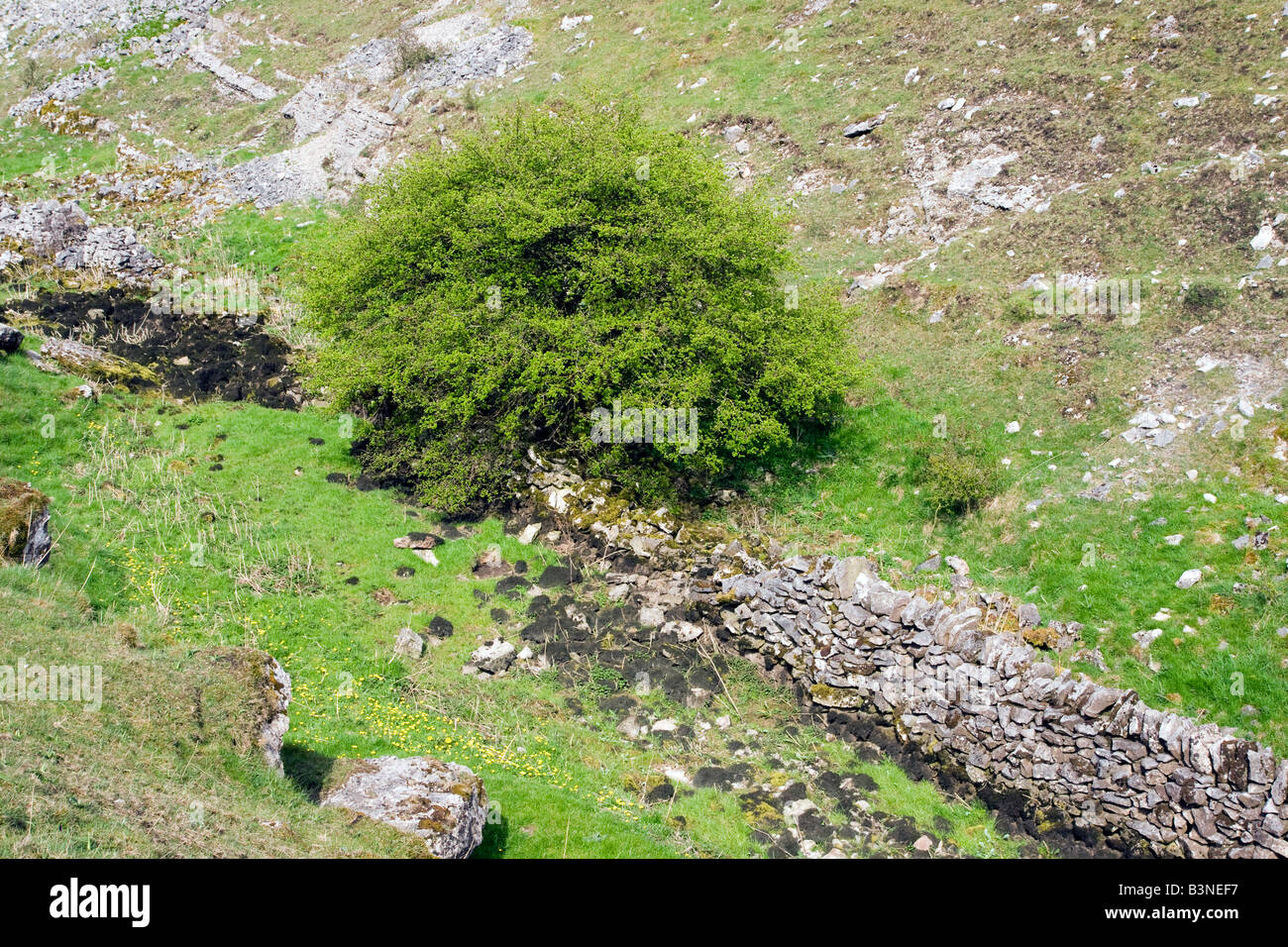 landscape with summer tree and derbyshire traditional stone wall in cressbrook dale Stock Photo