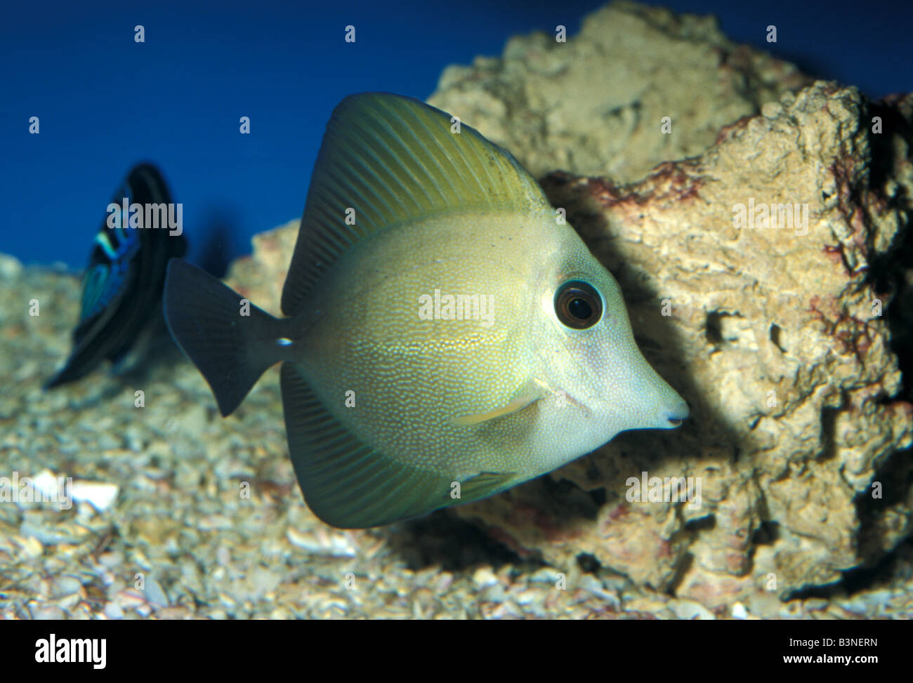 Brushtail tangfish Zebrasoma scopas, Acanthuridae Stock Photo