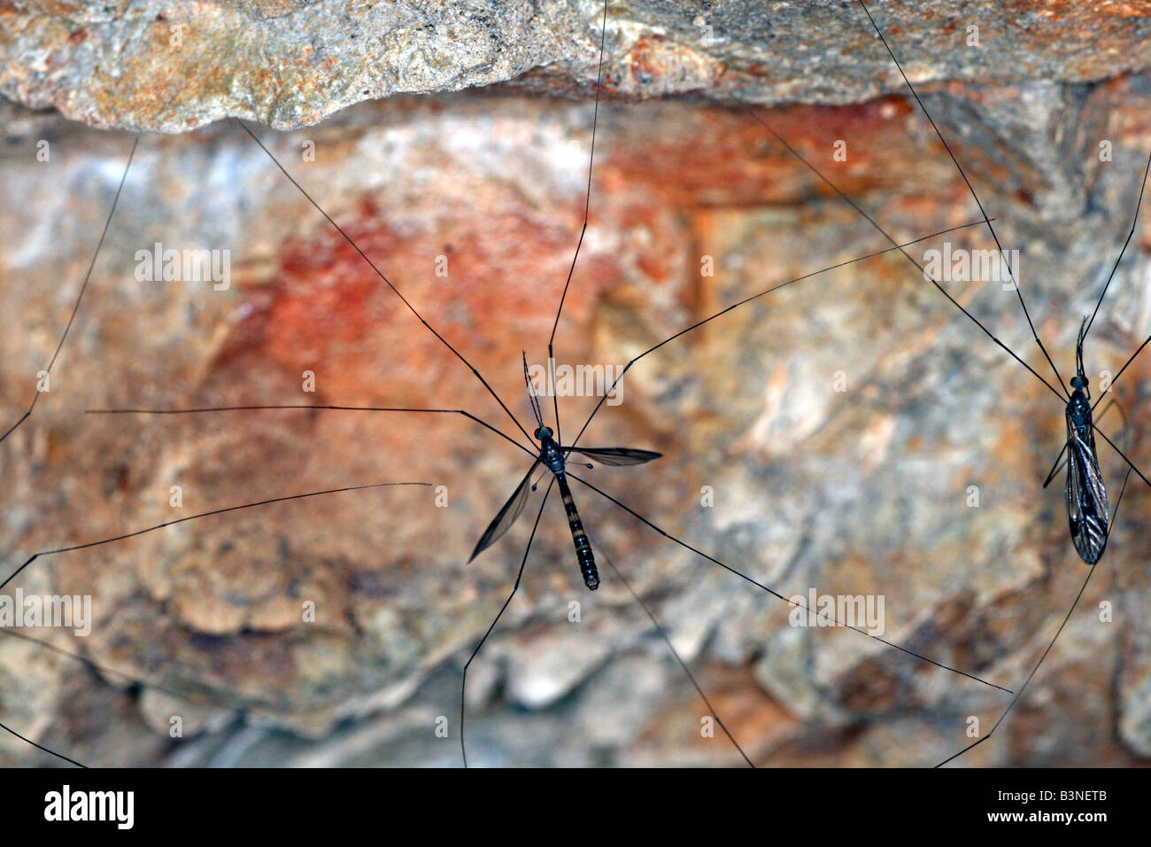 Crane flies (family Tipulidae) sheltering under a rock ledge in large numbers on the north coast of New South Wales, Australia. Stock Photo
