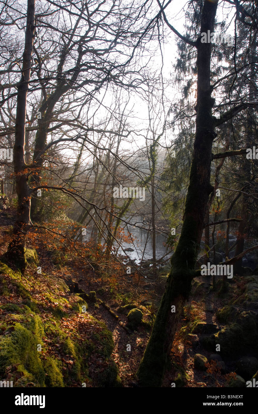 autumn colours by morning light on the river brathay cumbria Stock Photo