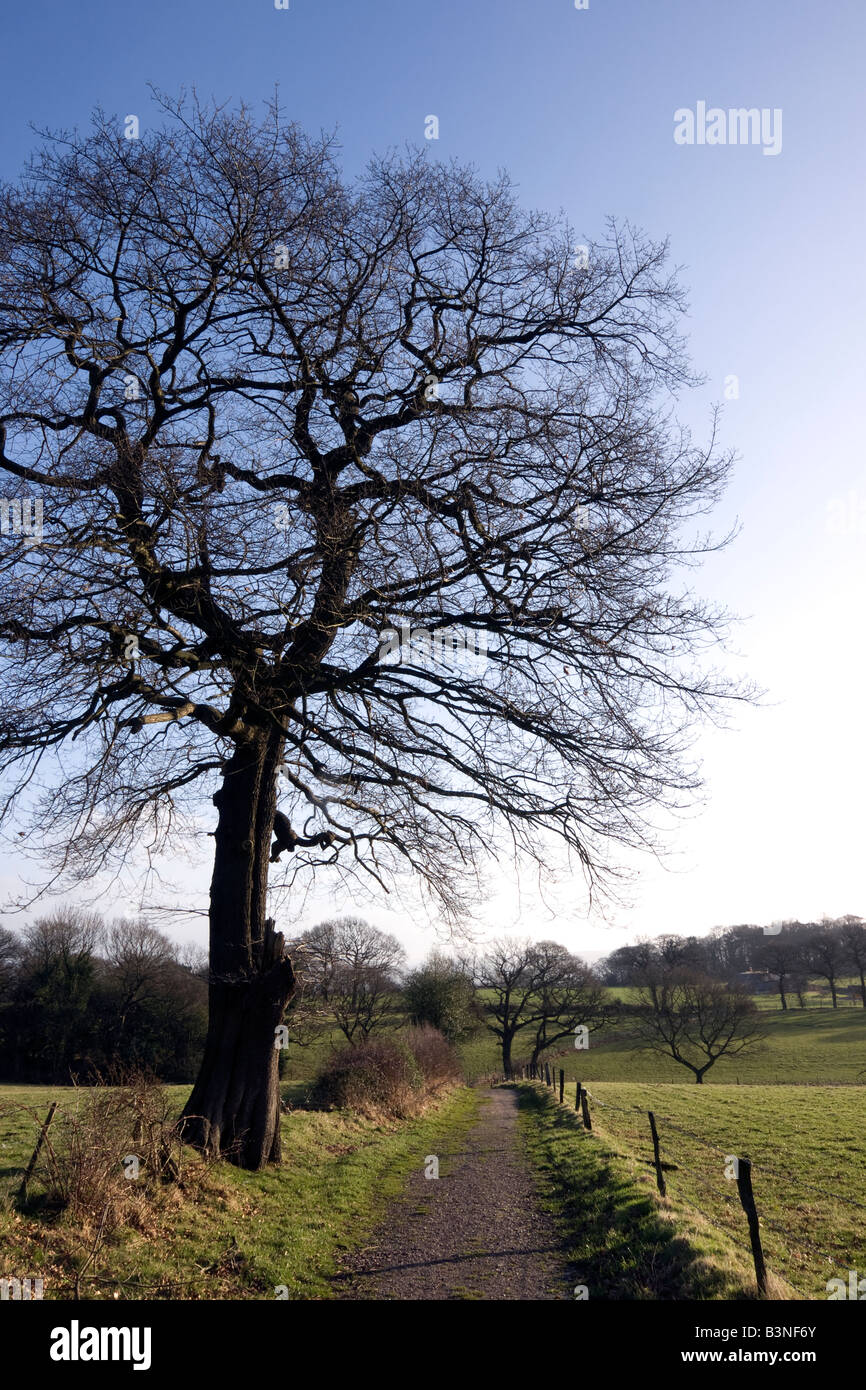 cheshire country lane and winter tree near alderley edge Stock Photo