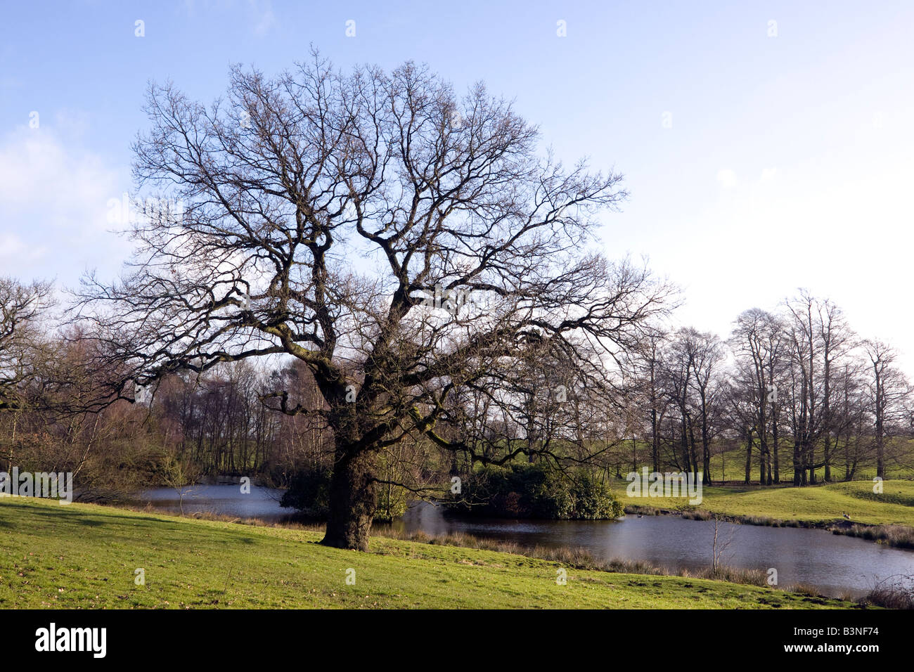 pond near alderley edge cheshire winter landscape with sun and blue sky Stock Photo