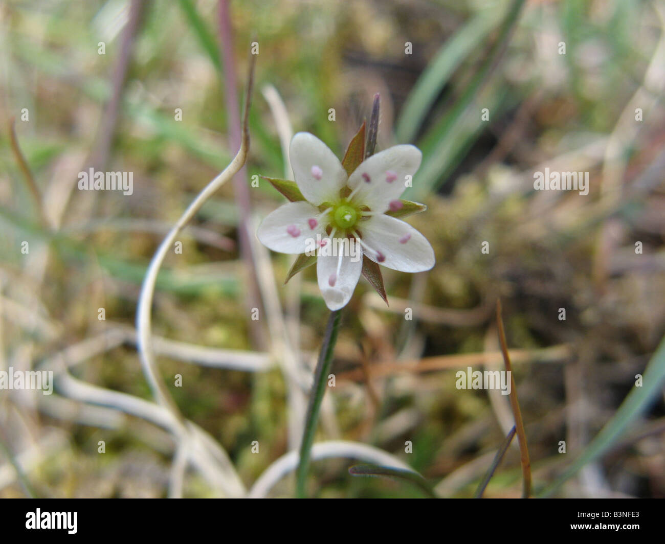 THYME-LEAVED SANDWORT (Arenaria serpyllifolia) is the most common the Sandworts in the UK Stock Photo