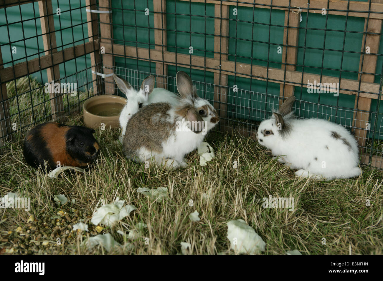 three rabbits and a guinea pig in a pen Stock Photo Alamy