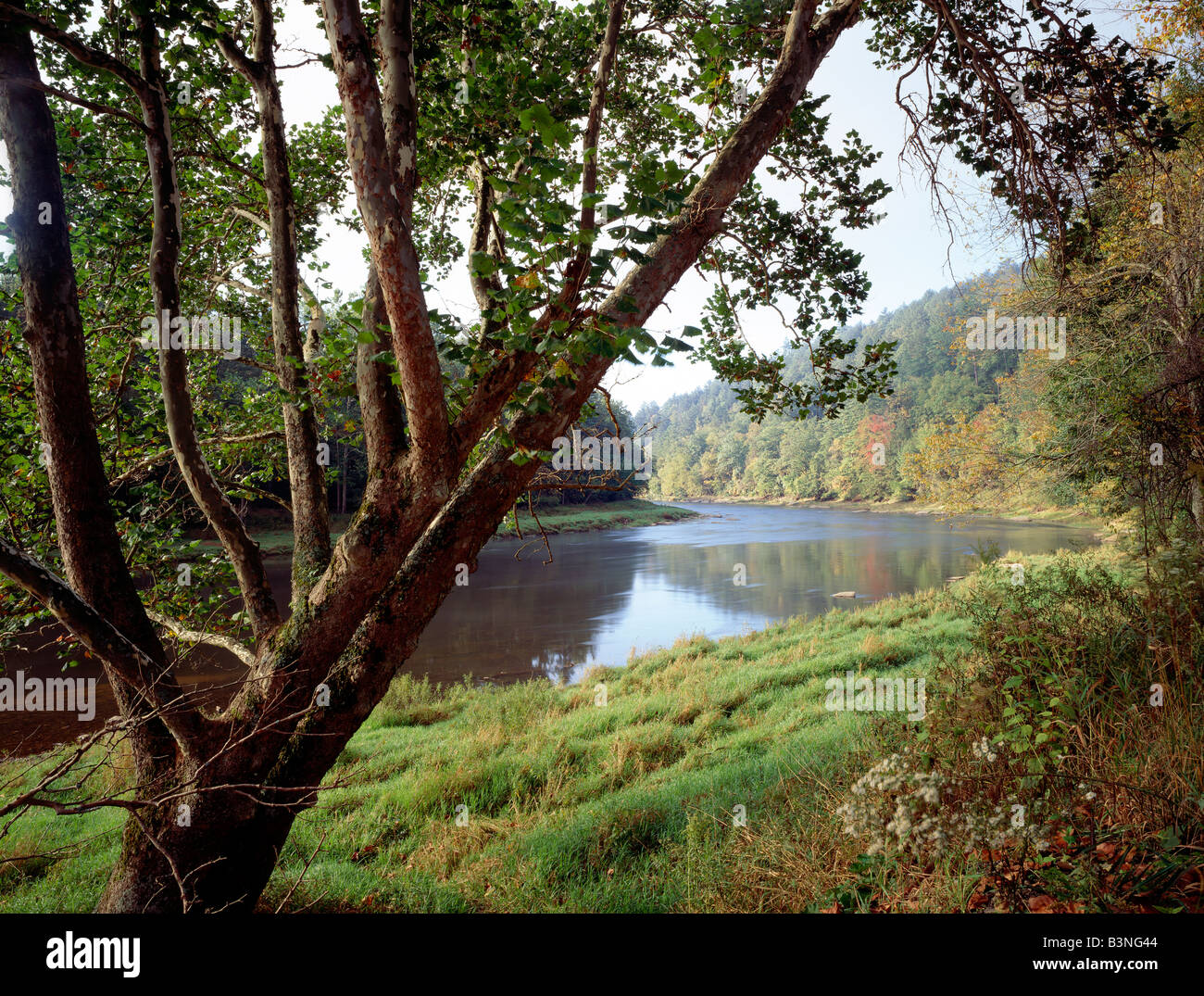 SUMMER VIEW OF SYCAMORE TREE, CLARION RIVER, COOK FOREST STATE PARK, PENNSYLVANIA, USA Stock Photo