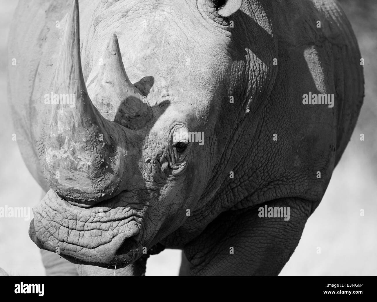 White Rhino, Namibia Stock Photo Alamy