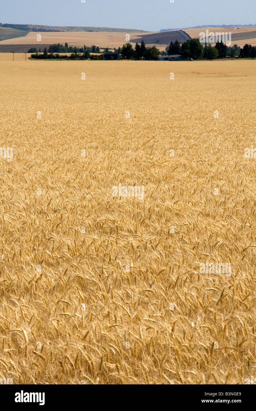 Field of ripe wheat near Milton Freewater Oregon Stock Photo