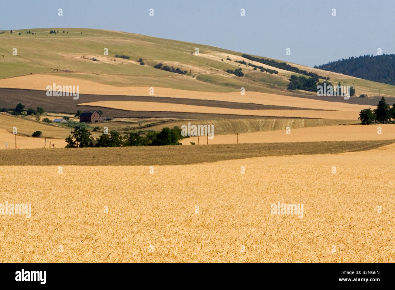 Field of ripe wheat near Milton Freewater Oregon Stock Photo