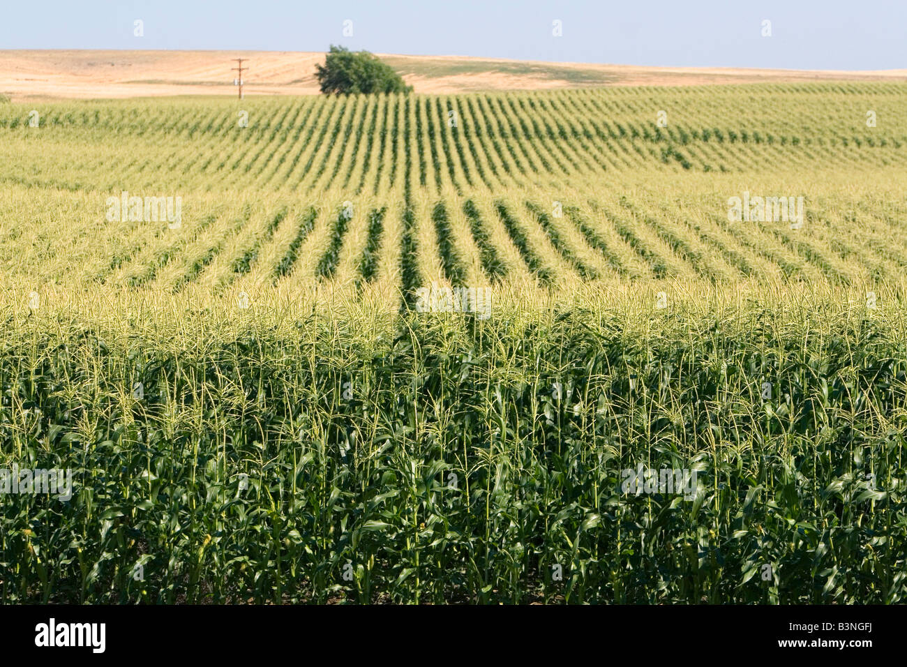 Crop of corn near Pasco Washington Stock Photo Alamy