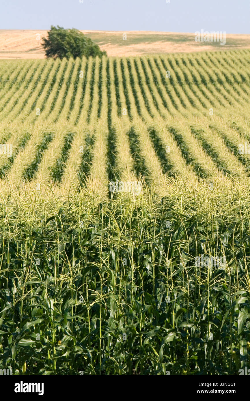 Crop of corn near Pasco Washington Stock Photo