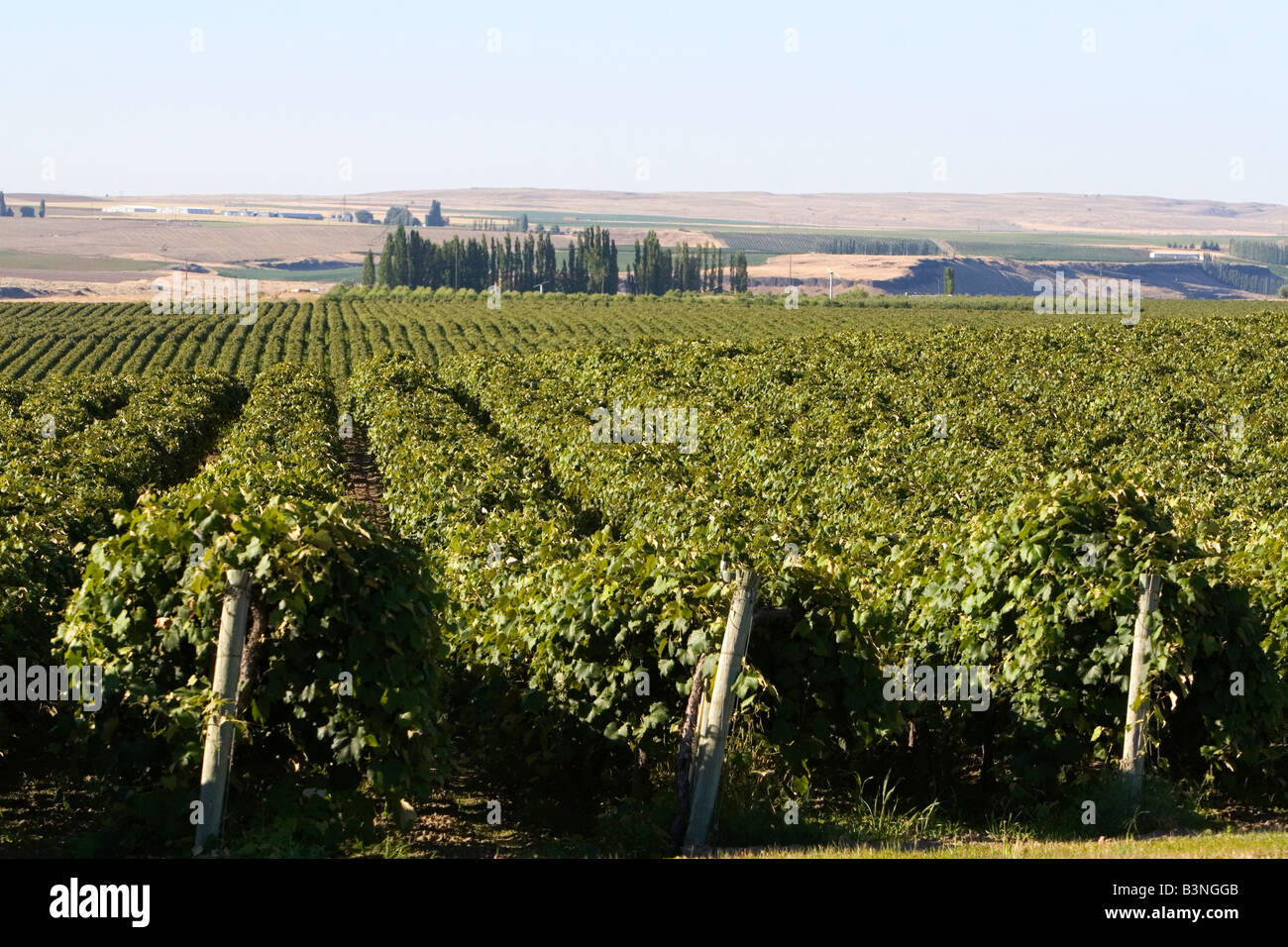 Grapes grow in rows near Pasco Washington Stock Photo Alamy