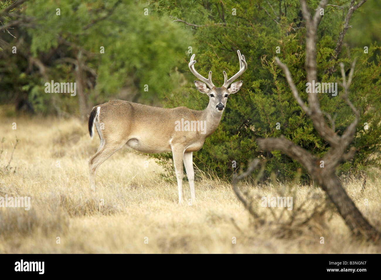 White-tailed Deer Stock Photo