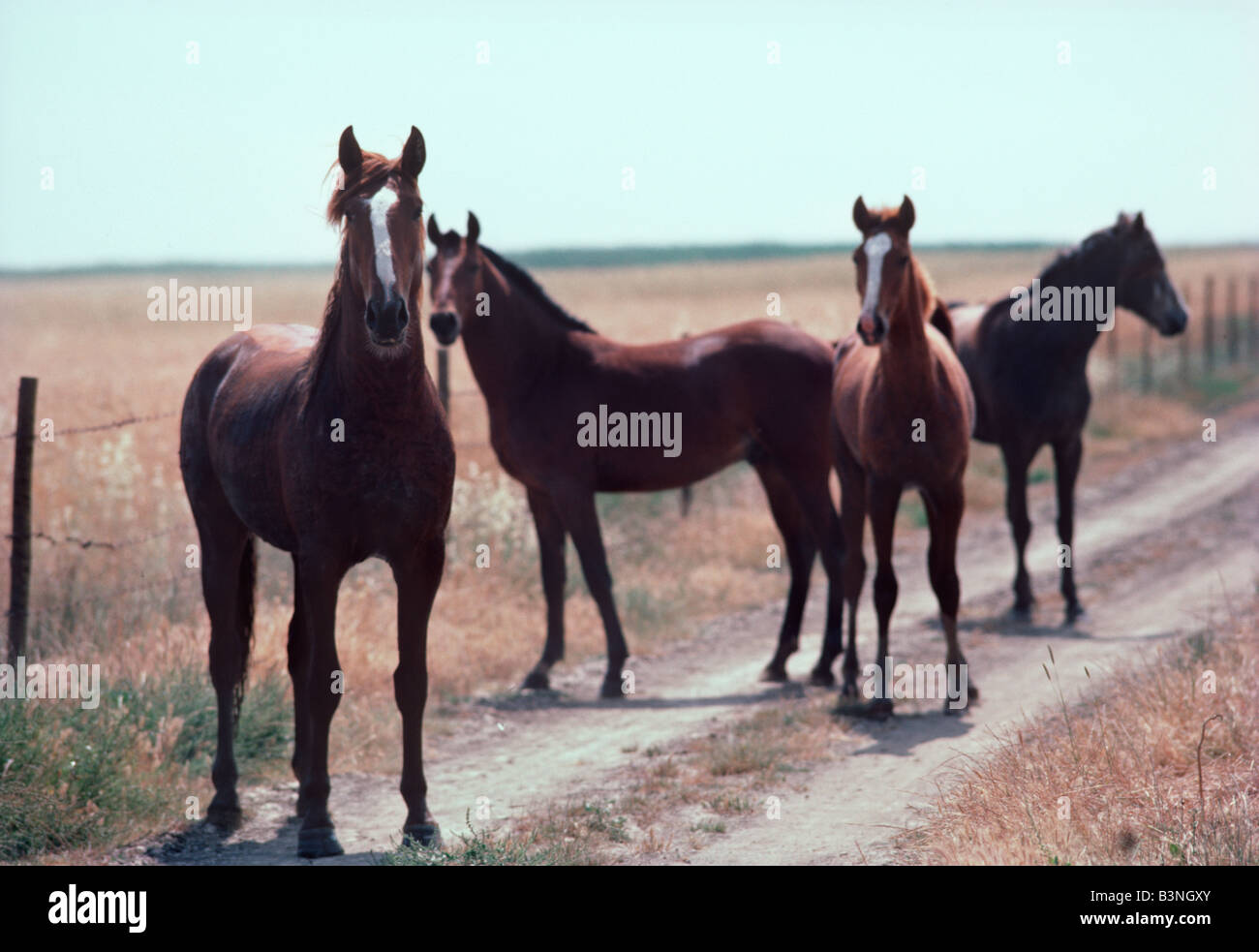 1913 25 Wild Lusitanian mares in the Ribatejo Province Portugal Stock Photo