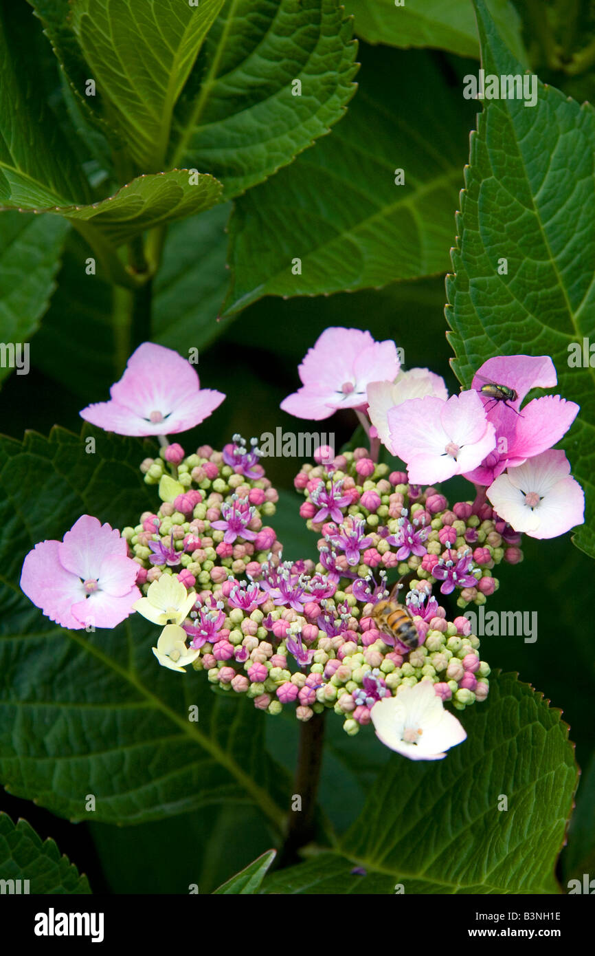 Hydrangea flowering plant at Horseshoe Bay in West Vancouver British Columbia Canada Stock Photo