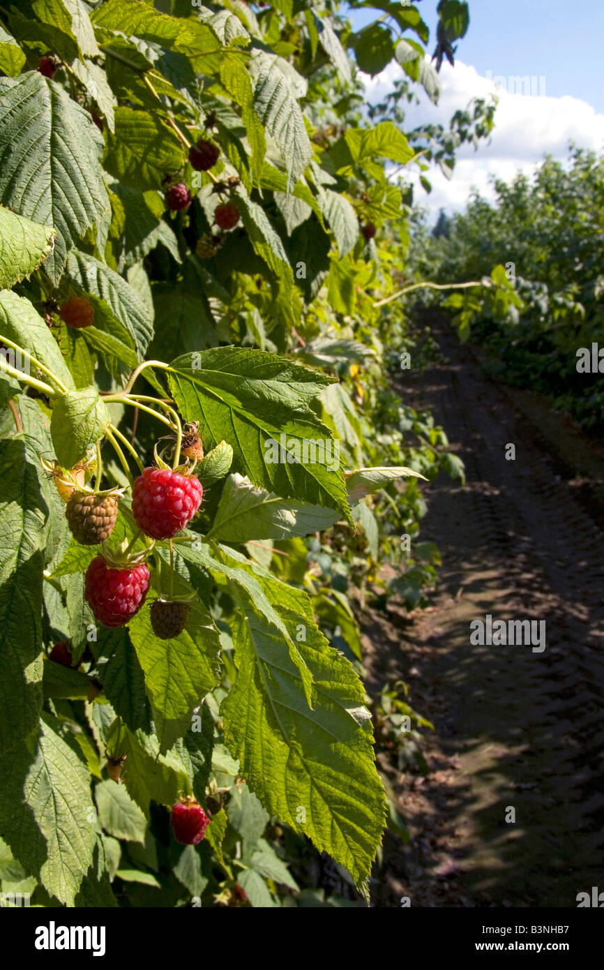 Raspberries growing hires stock photography and images Alamy