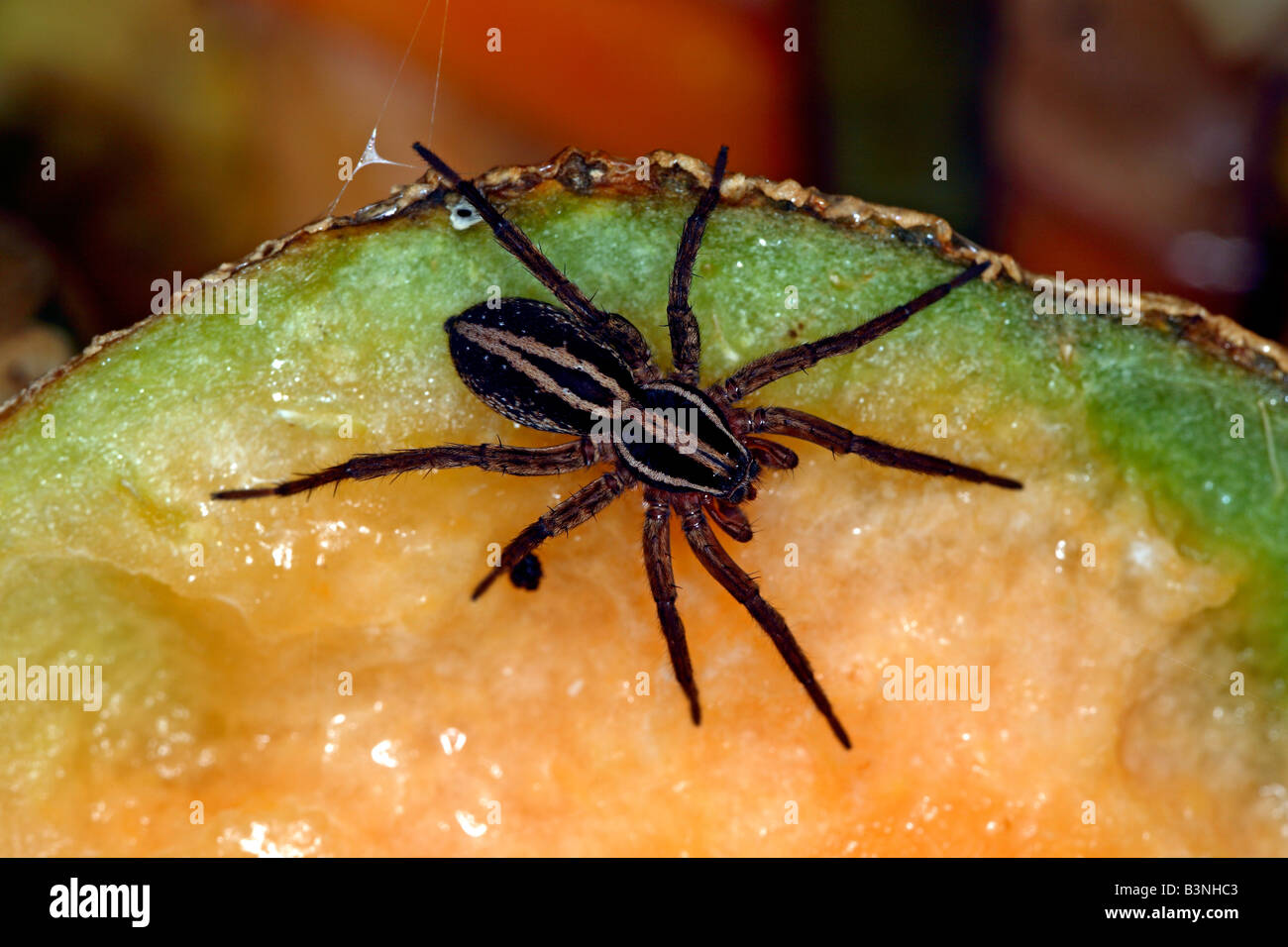 Wolf spider (family Lycosidae) living in a compost heap New South Wales, Australia Stock Photo