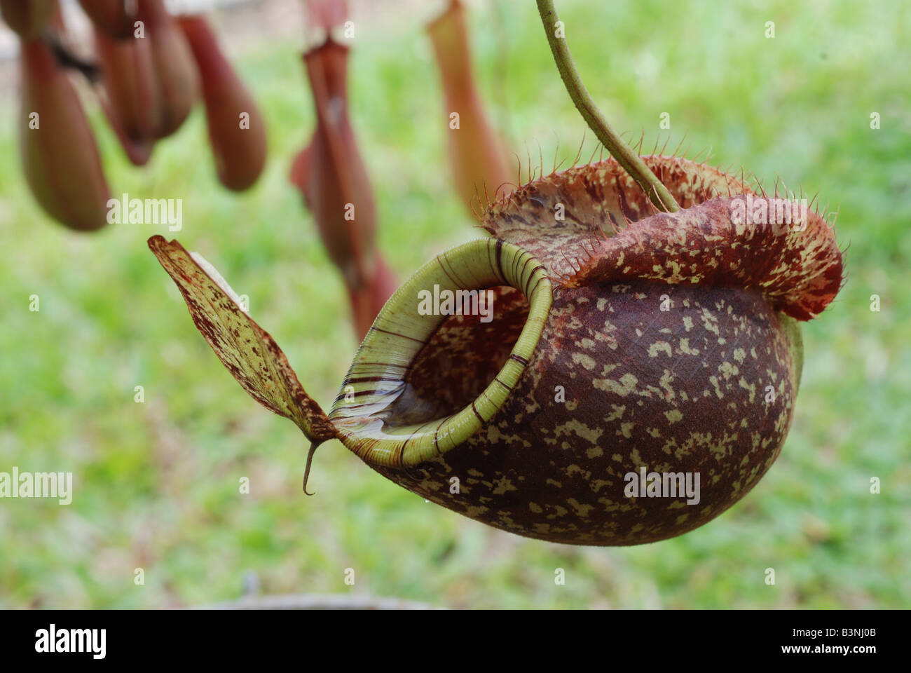 Pitcher close hi-res stock photography and images - Alamy