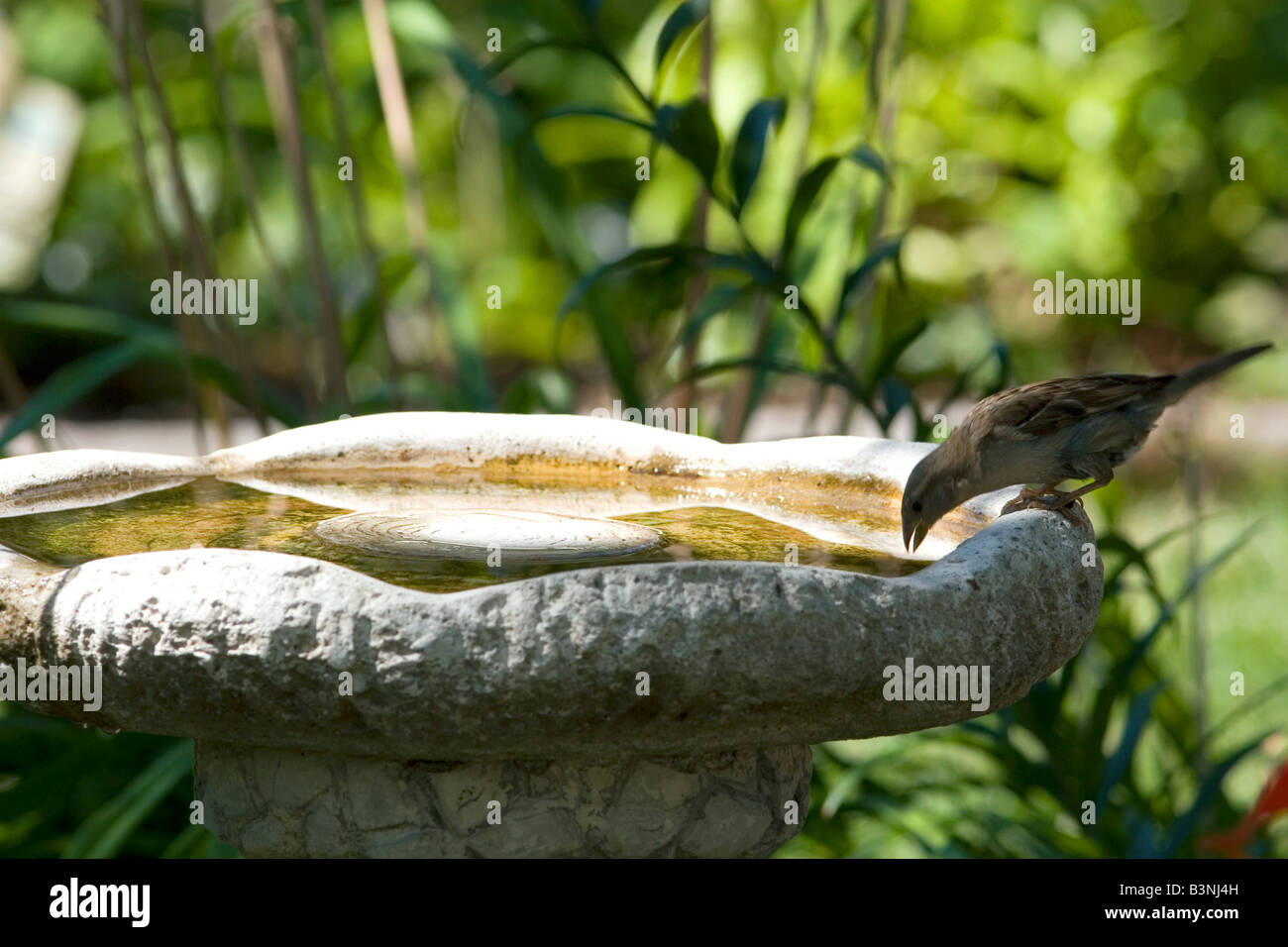 Finch bird drinking water out of a shallow concrete birdbath in Boise Idaho Stock Photo