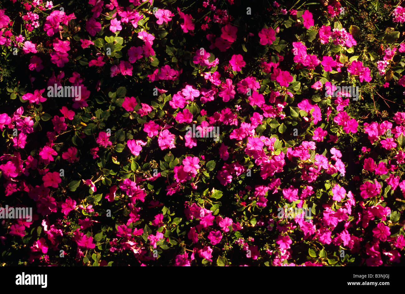Foliage Of Red Summer Flowers Stock Photo Alamy Foliage of red summer flowers stock photo alamy