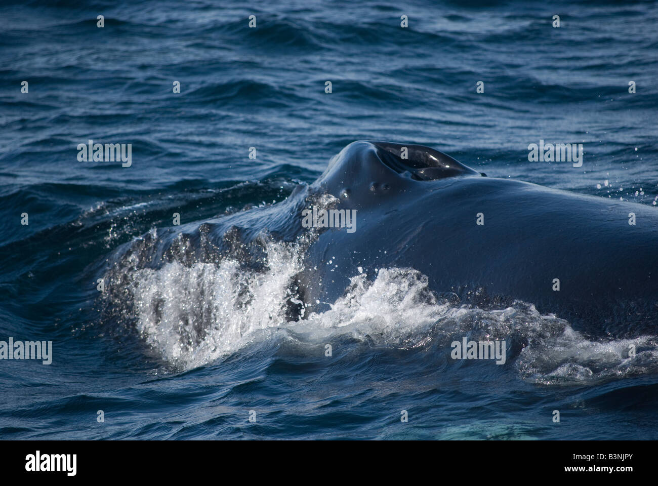 Humpback Whale (Megaptera novaeangliae) Reykjavik Iceland Stock Photo