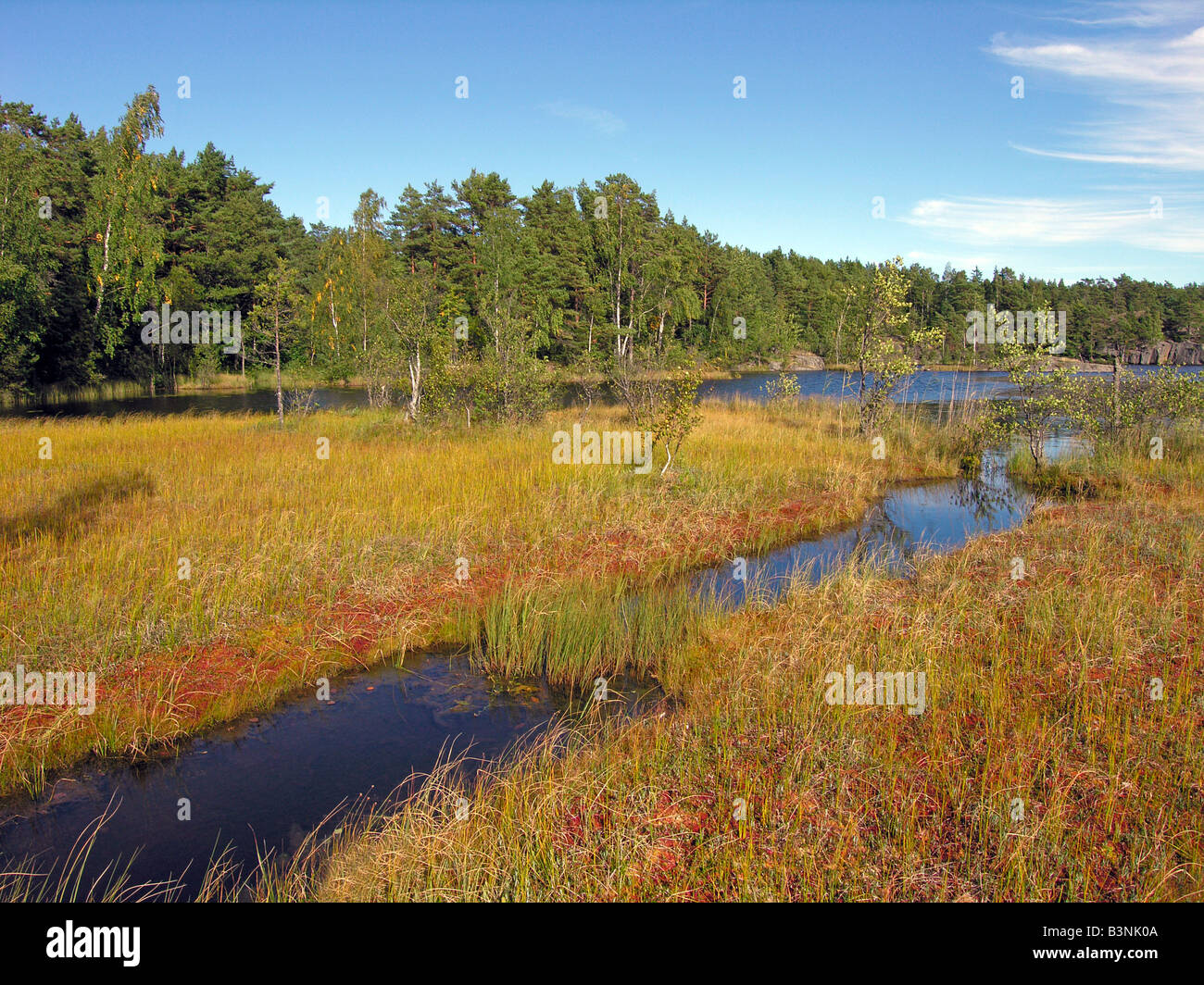 moor and lake in Finland Stock Photo