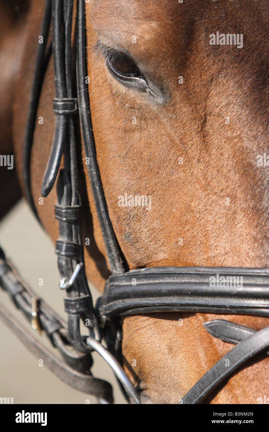 Horse head close up Stock Photo Alamy