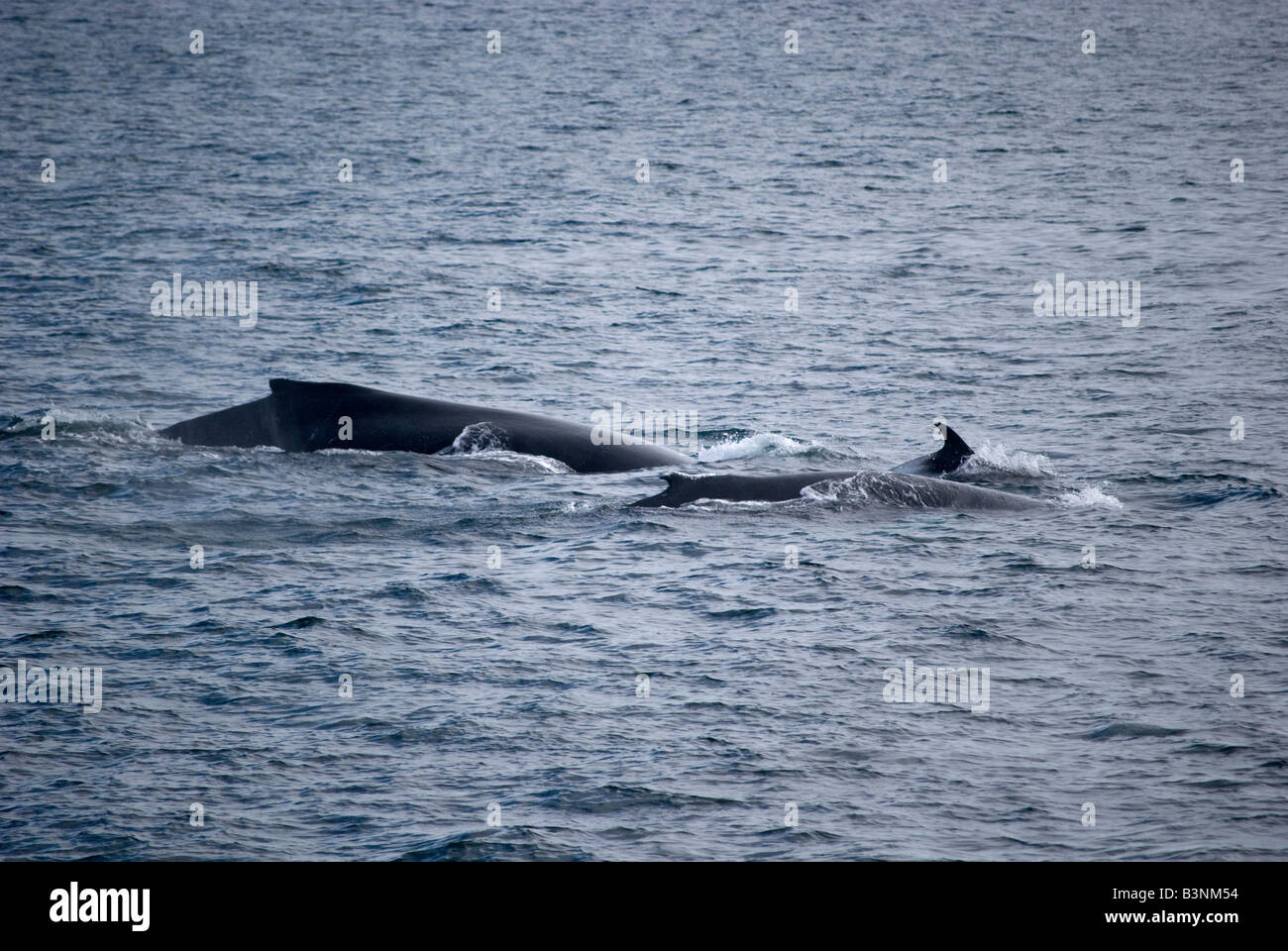 Humpback Whale (Megaptera novaeangliae) Reykjavik Iceland Stock Photo