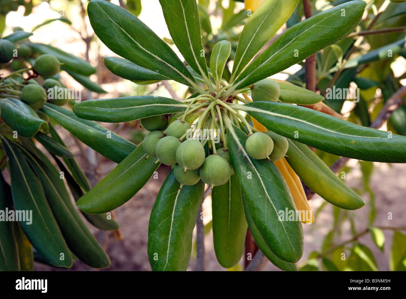 Natur, Pflanzen, Oelbaumgewaechse, Oleaceae, Oelbaum, Olea, Echter Oelbaum, Oliven am Olivenbaum, Olea europaea Stock Photo