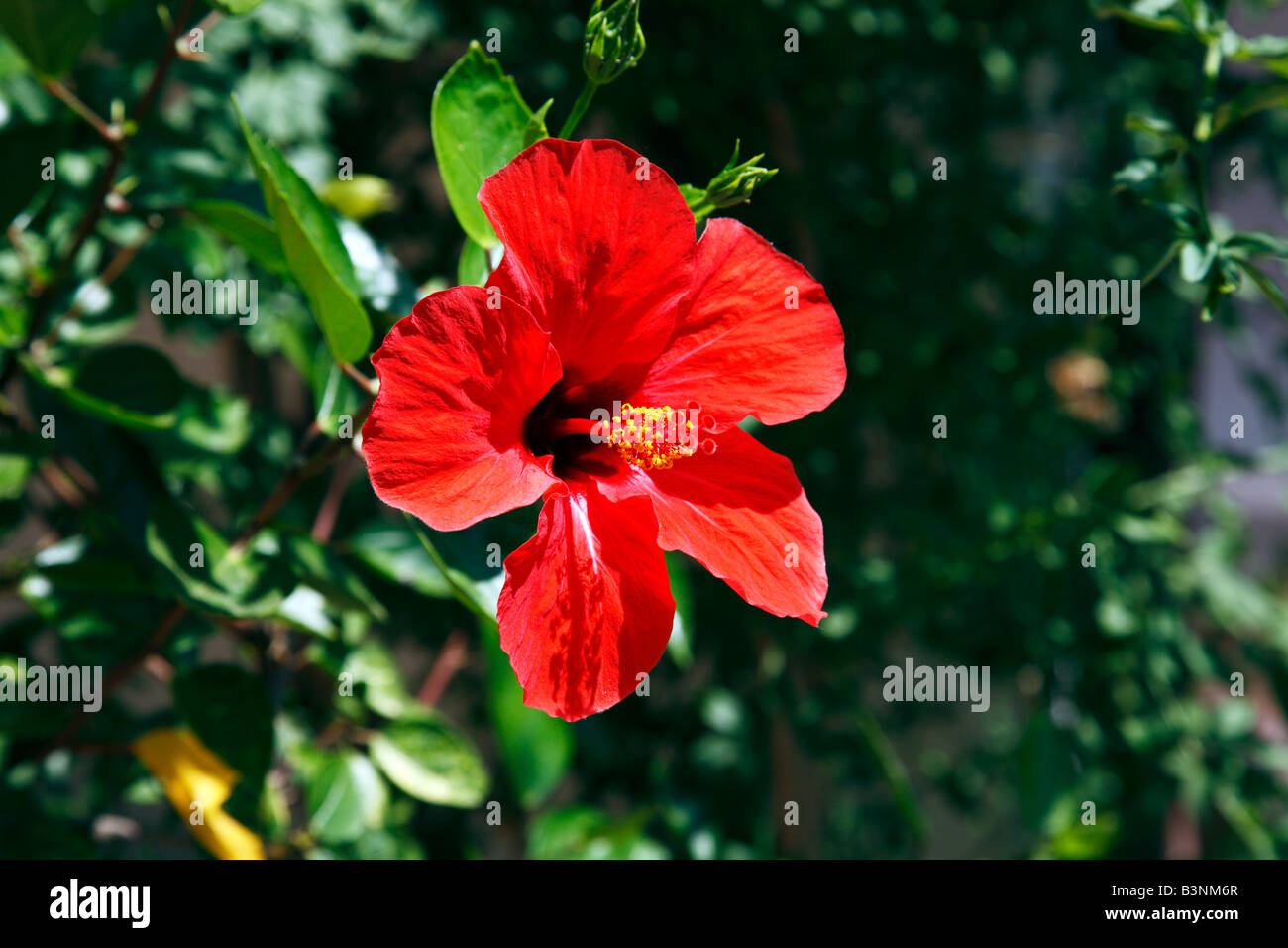 Natur, Pflanzen, Hibiskus, Eibisch, rote Bluete, Hibiskusbluete,  Chinesischer Roseneibisch, Hibiscus rosa-sinensis Stock Photo - Alamy
