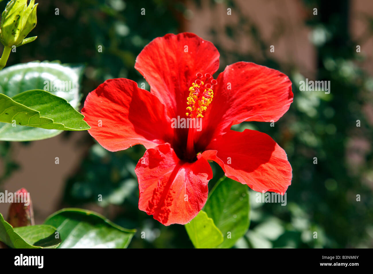 Natur, Pflanzen, Hibiskus, Eibisch, rote Bluete, Hibiskusbluete, Chinesischer Roseneibisch, Hibiscus rosa-sinensis Stock Photo