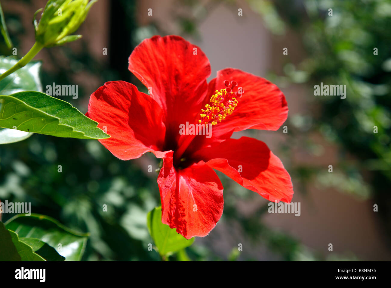 Natur, Pflanzen, Hibiskus, Eibisch, rote Bluete, Hibiskusbluete, Chinesischer Roseneibisch, Hibiscus rosa-sinensis Stock Photo