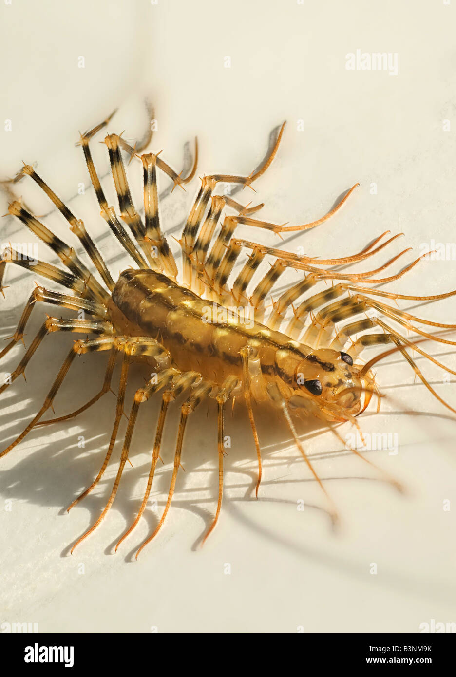 house centipede Scutigera coleoptrata Stock Photo