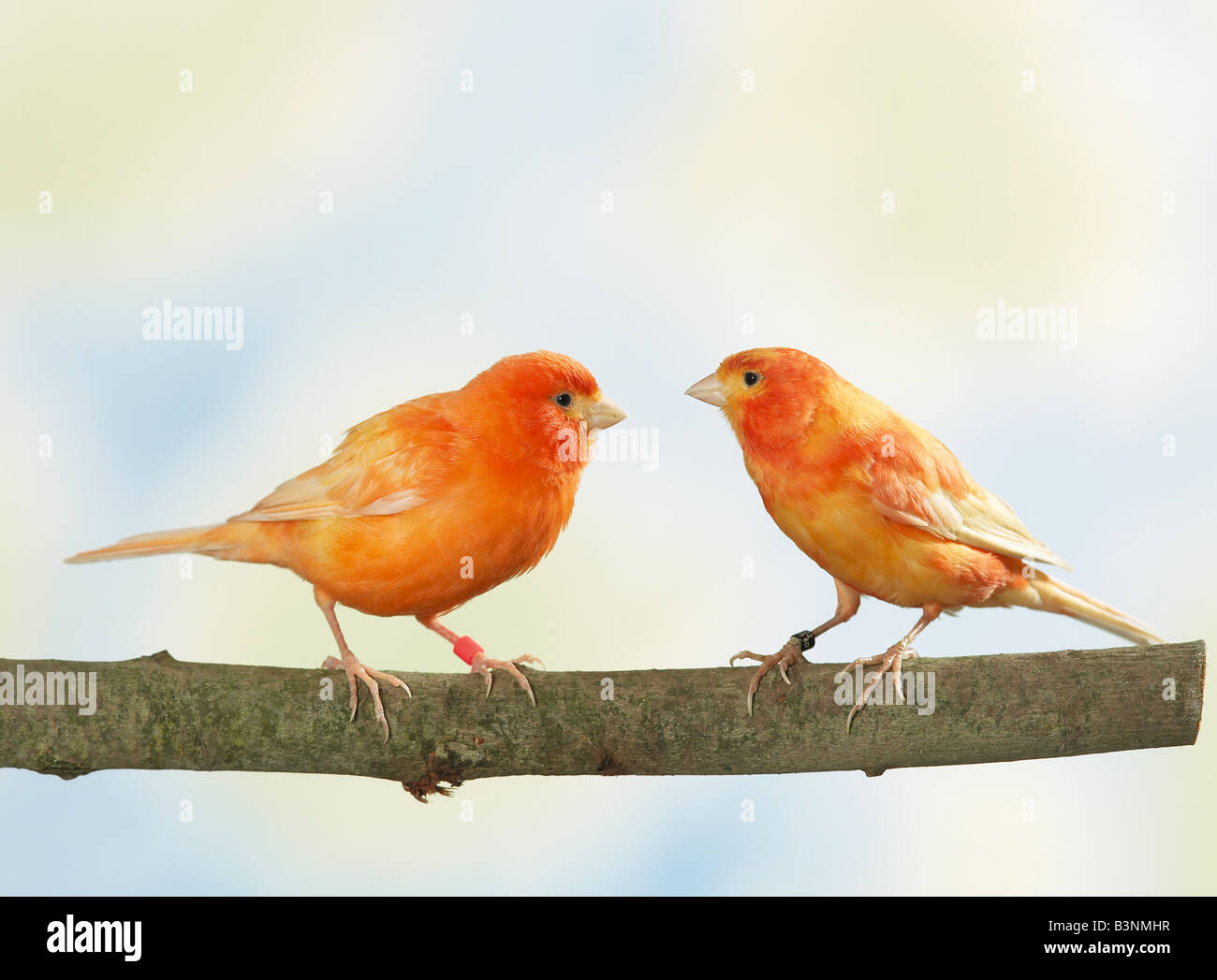 two canaries - sitting on bar / Stock Photo