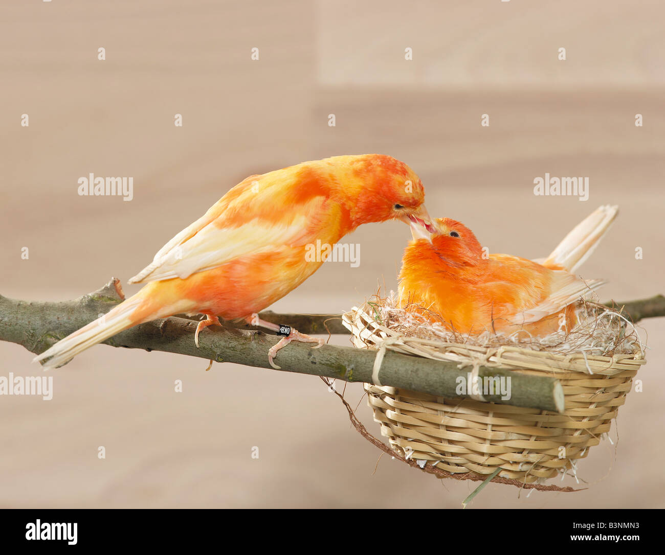 Domestic Canary. A male feeds its breeding partner in the nest. Germany Stock Photo