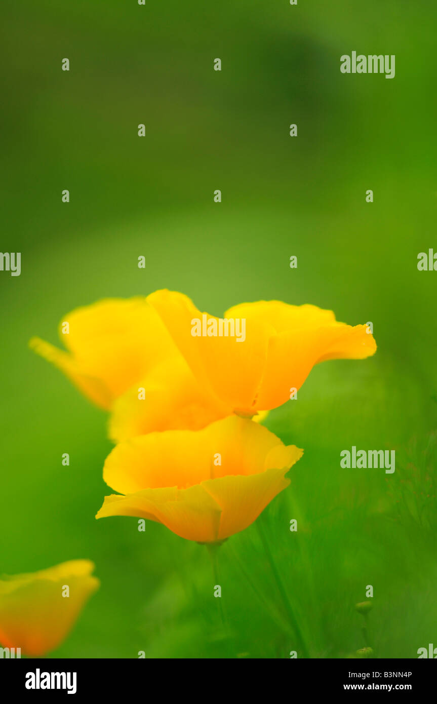 Californian Poppy (Eschscholzia california) Stock Photo