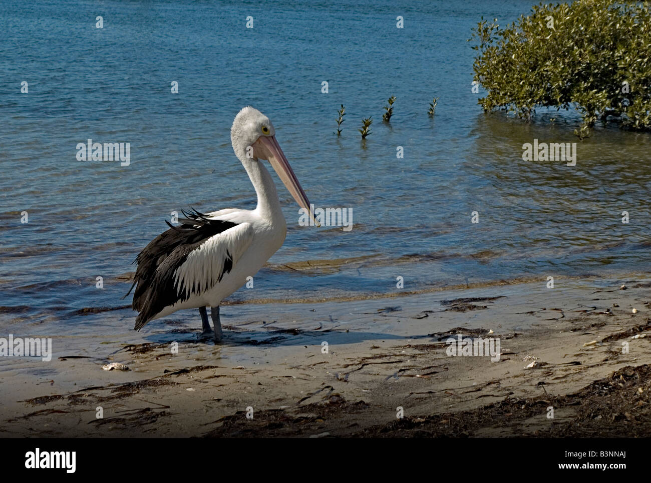 Australian Pelican Pelecanus conspicillatus and grey mangrove Avicennia marina Stock Photo