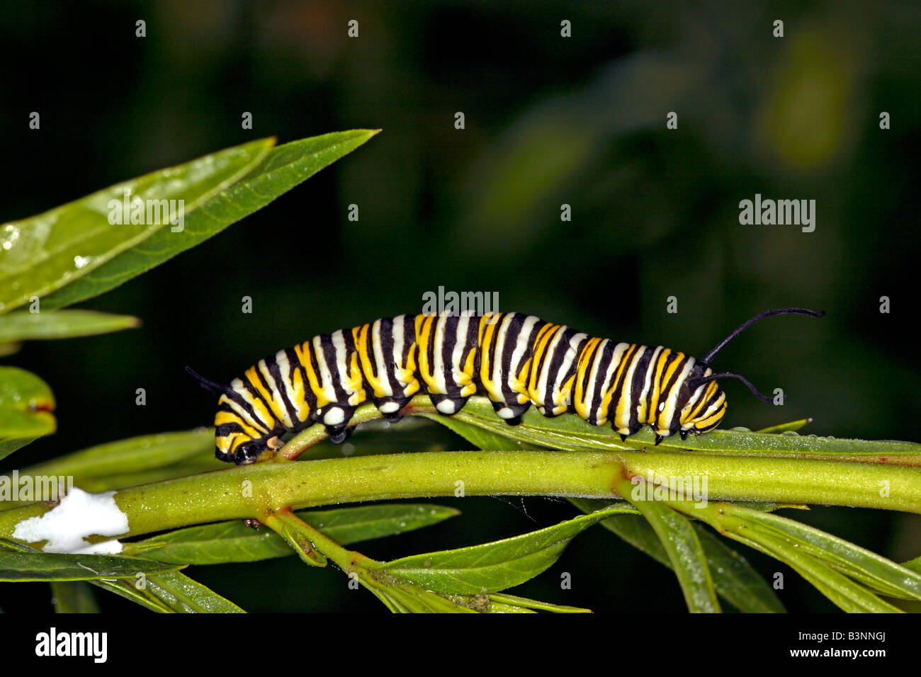 Caterpillar of a monarch butterfly (Danaus plexippus) feeding on a poisonous milkweed plant