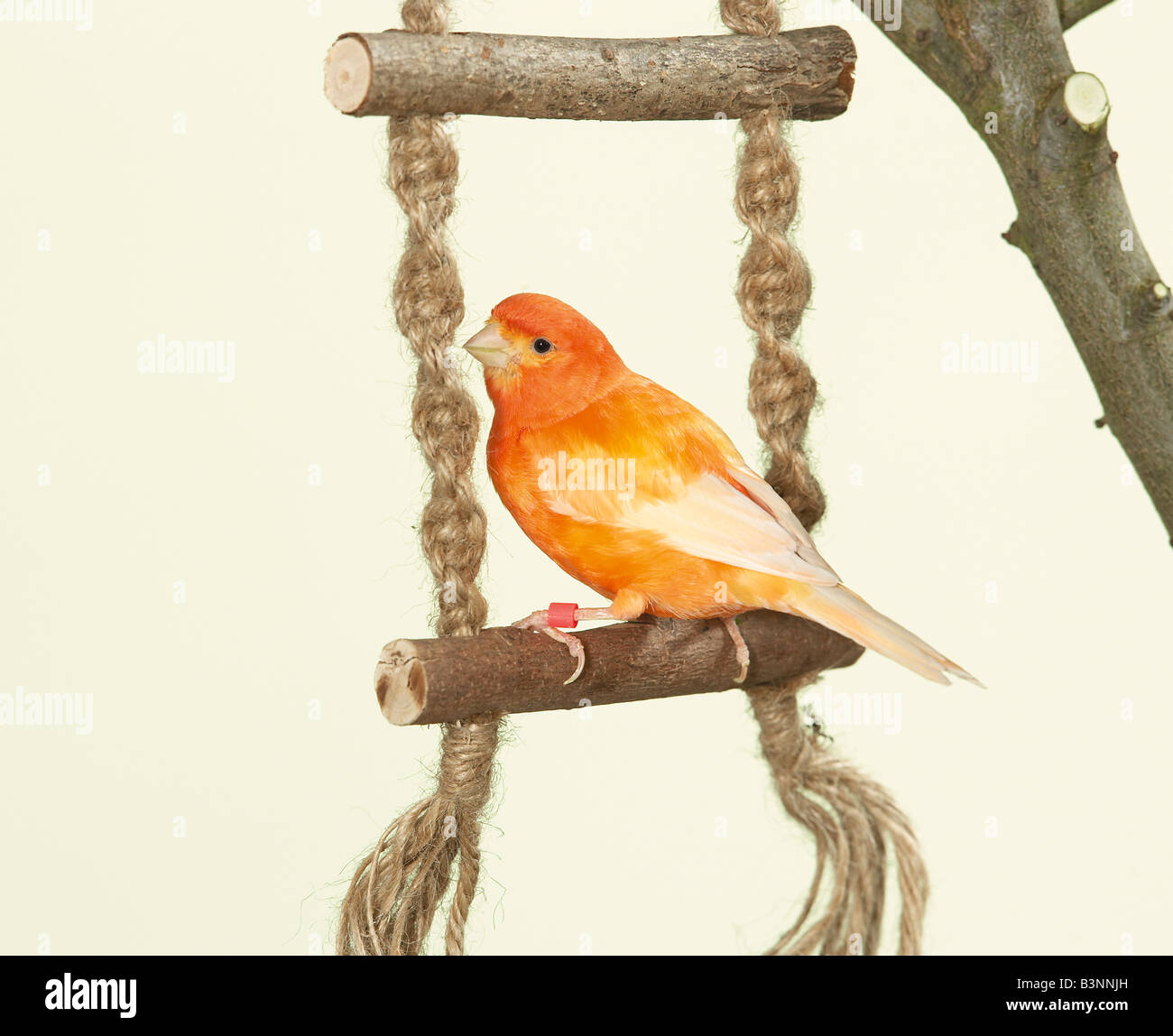 canary - sitting on ladder / Stock Photo