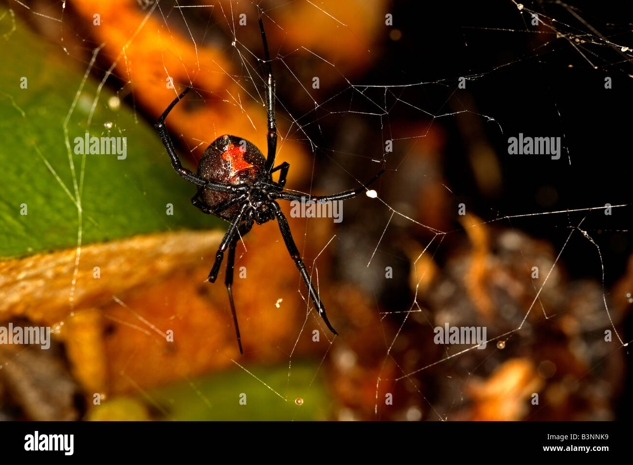 Female Redback spider (Latrodectus hasselti) in Australia. same species as the American Black Female Redback spider (Latrodectus hasselti) in Australia. same species as the American Black