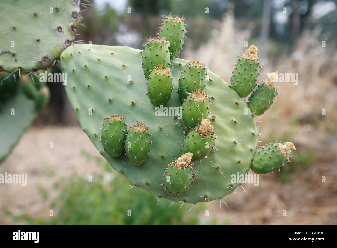 Natur, Pflanzen, Kakteen, Feigenkaktus, Opuntia ficus-indica Stock Photo