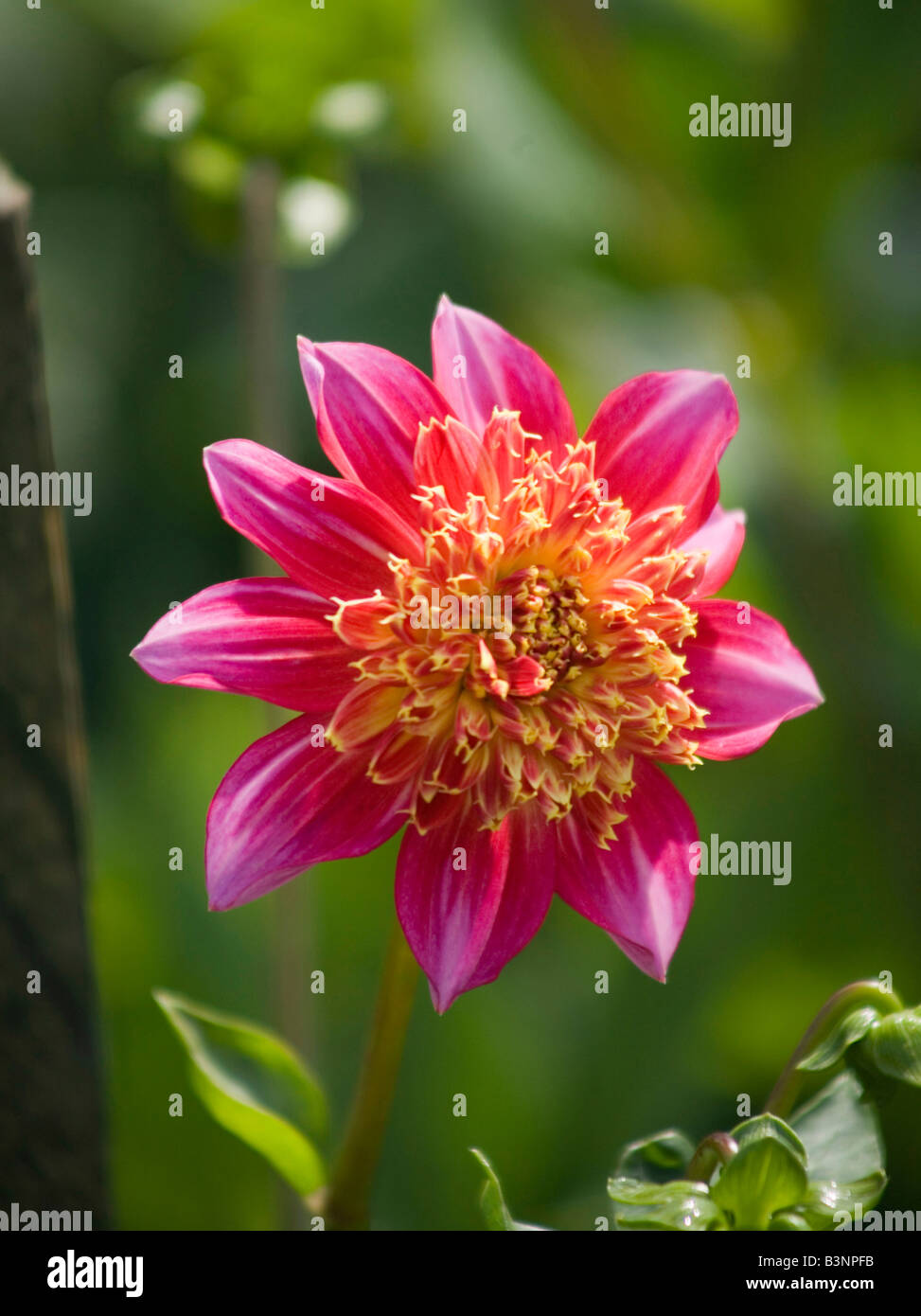 Flower Dahlia Stock Photo