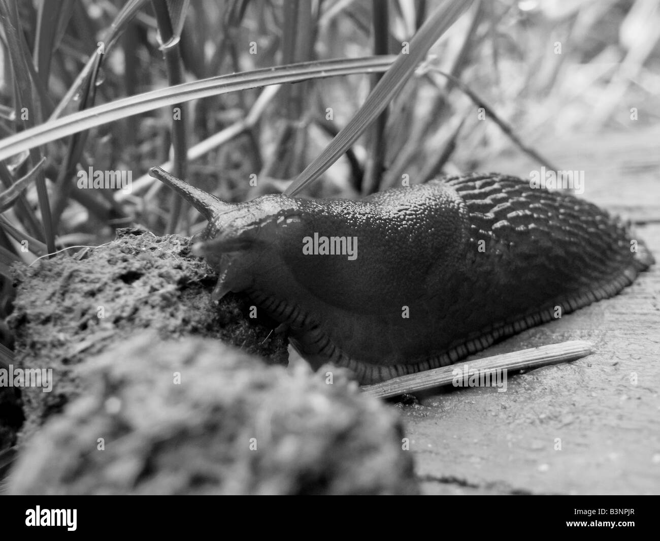 slug eating dog poo!! Stock Photo