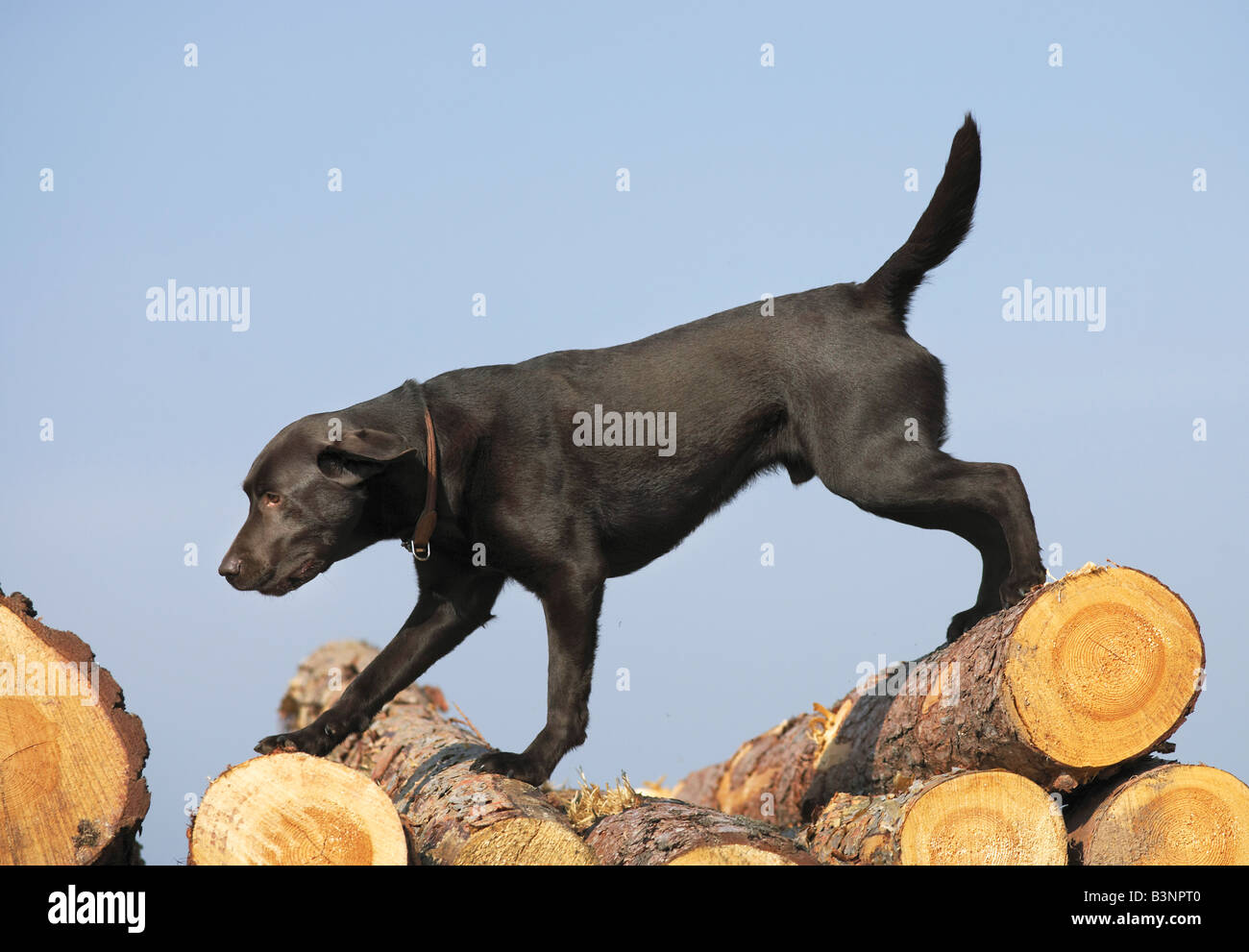 Male black labrador retriever hi-res stock photography and images - Alamy