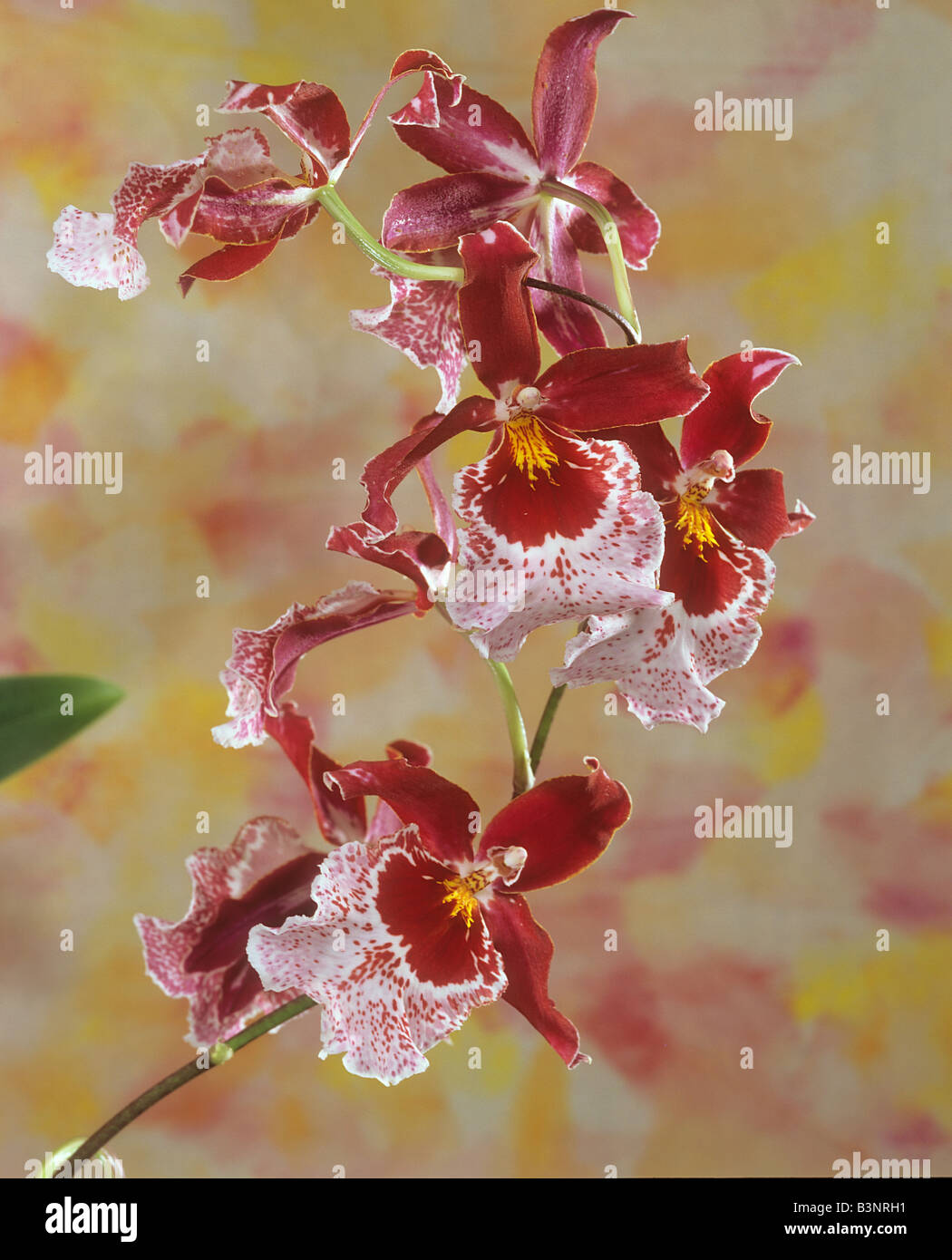orchid (Odontoglossum) - blossoms Stock Photo